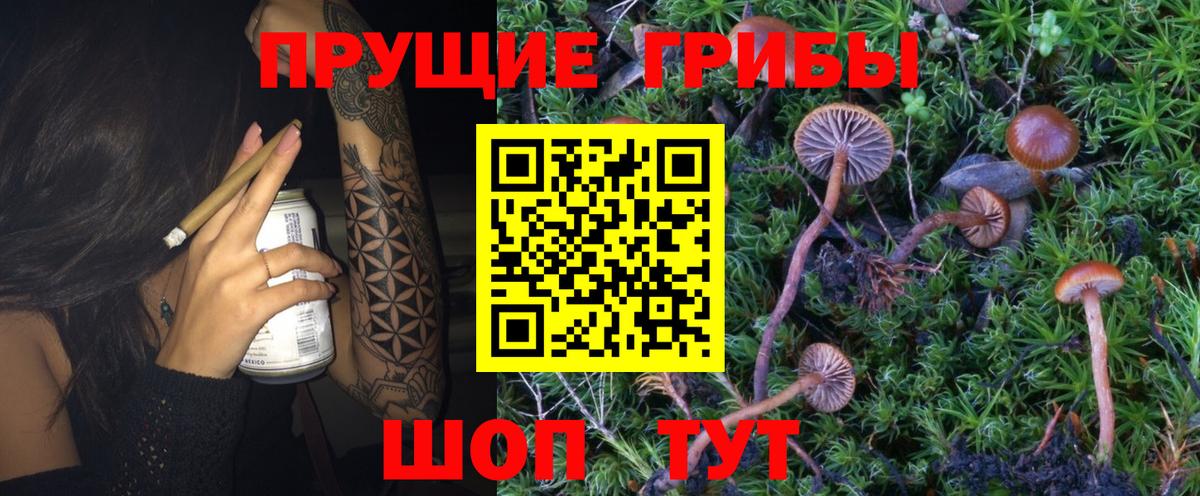 Галлюциногенные грибы мухоморы Светлоград